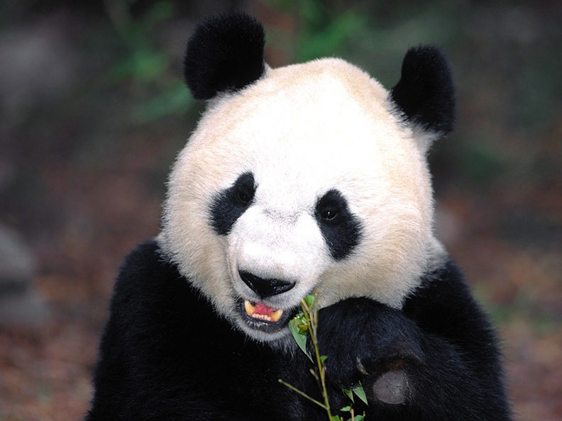 What‘s For Dinner , Giant Panda